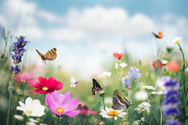 Embrace the Seasonal Shift: Discover the Best Metaphysical Tools for Welcoming Spring!