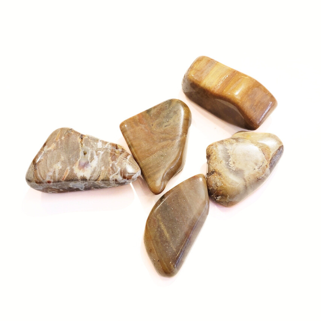 Petrified Wood - Stone of Steady Growth