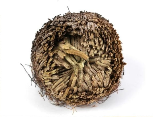 Rose of Jericho