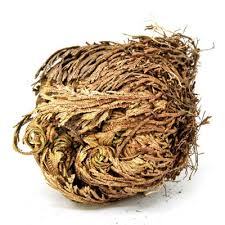 The Rose of Jericho