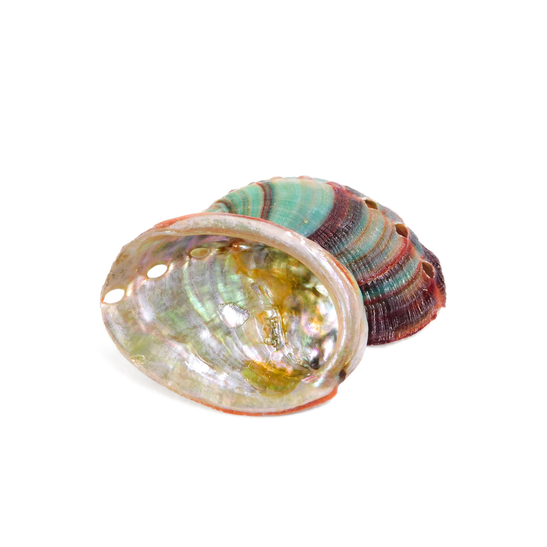Abalone Shell for Smudge Burning