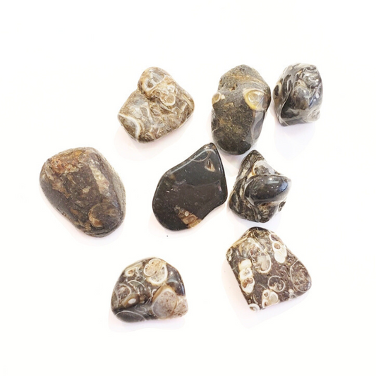 Turitella Fossil - Protection and Healing