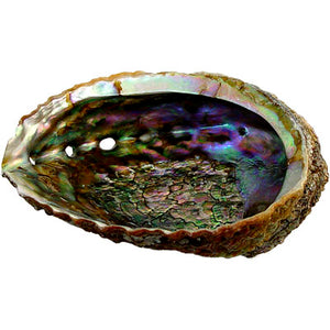 Abalone Shell for Smudge Burning