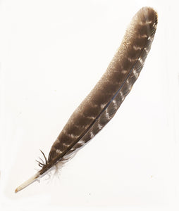 Turkey Barred Feather