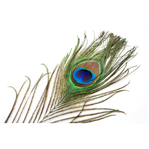 Natural Peacock Tail Body Feathers 9-12"